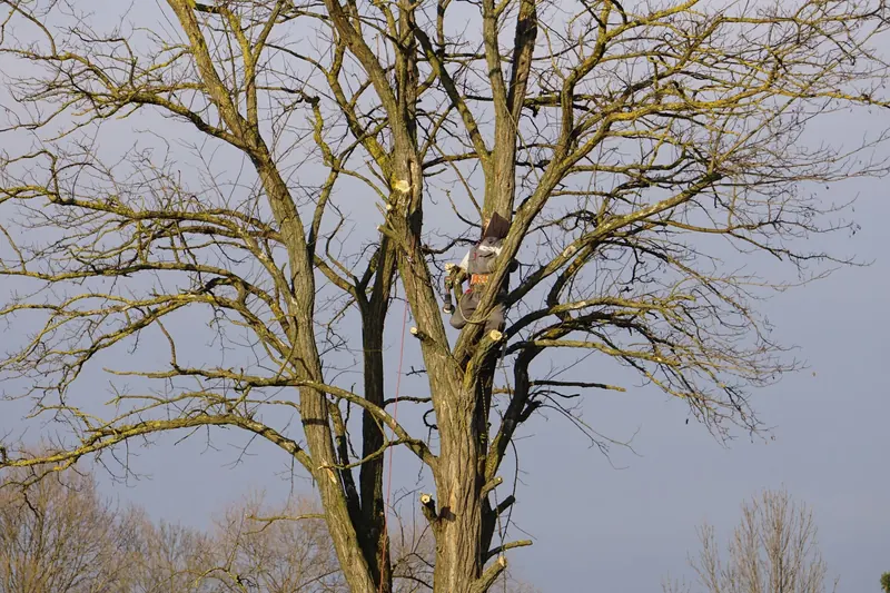Kronenpflege an einem Baum